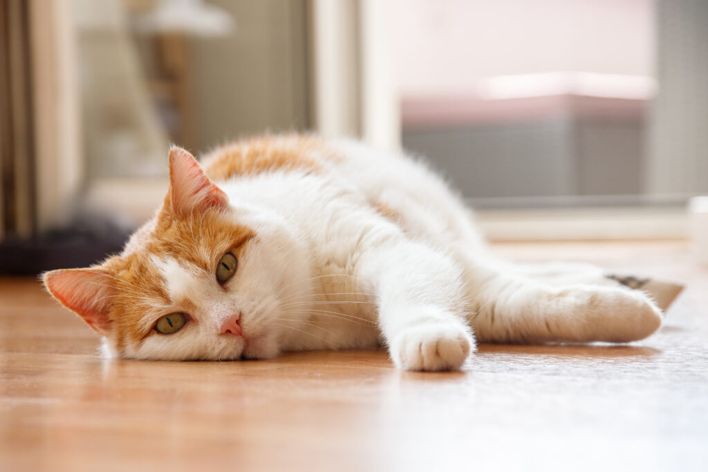 Katze liegt und schaut in die Kamera Rot-weiße Katze liegt am Boden und blickt in die Kamera
