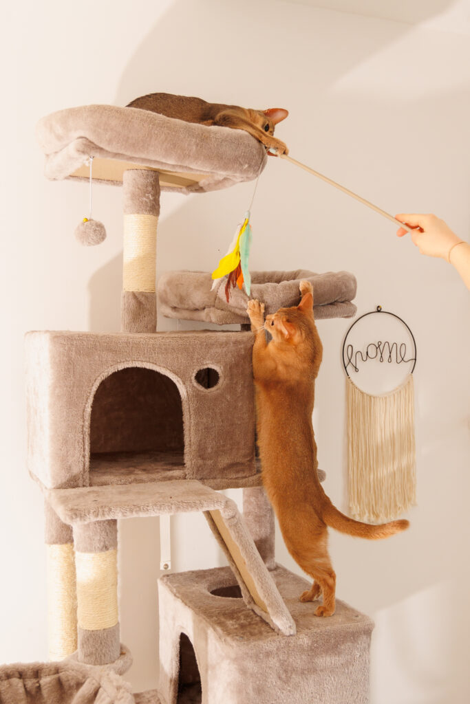 Katzen am Kratzbaum spielen mit Reizangel Katzen klettern und spielen am Kratzbaum