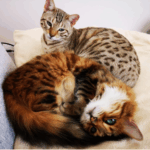 Testimonial Unsauberkeit 2