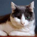 Testimonial Katzencafé 1