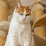 Testimonial Katzencafé 1