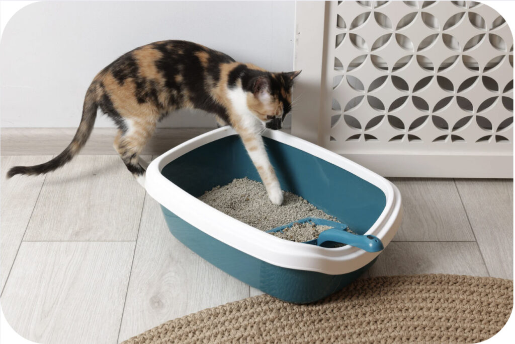 Katze berührt mit einer Pfote das Streu im Katzenklo