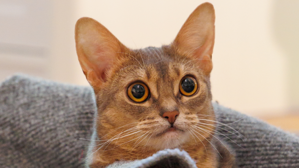 Fragende Katze Katze im Teppich versteckt schaut fragend heraus mit großen Augen Abessinier
