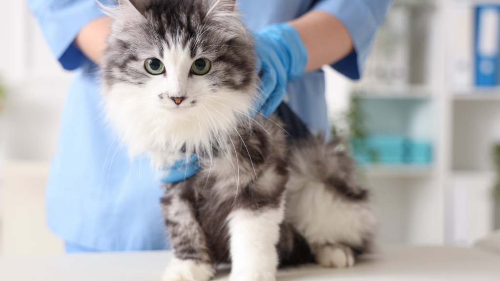 Katze beim Tierarzt Katze wird beim Tierarzt festgehalten