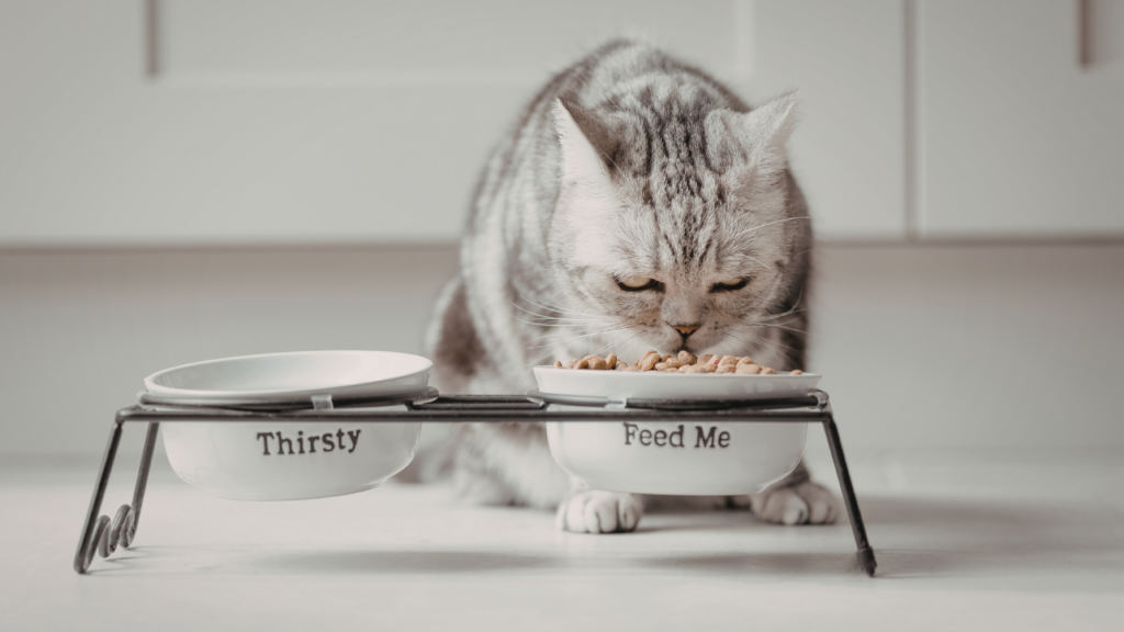 Katze frisst aus Napf Katze frisst aus einem erhöhten Napf