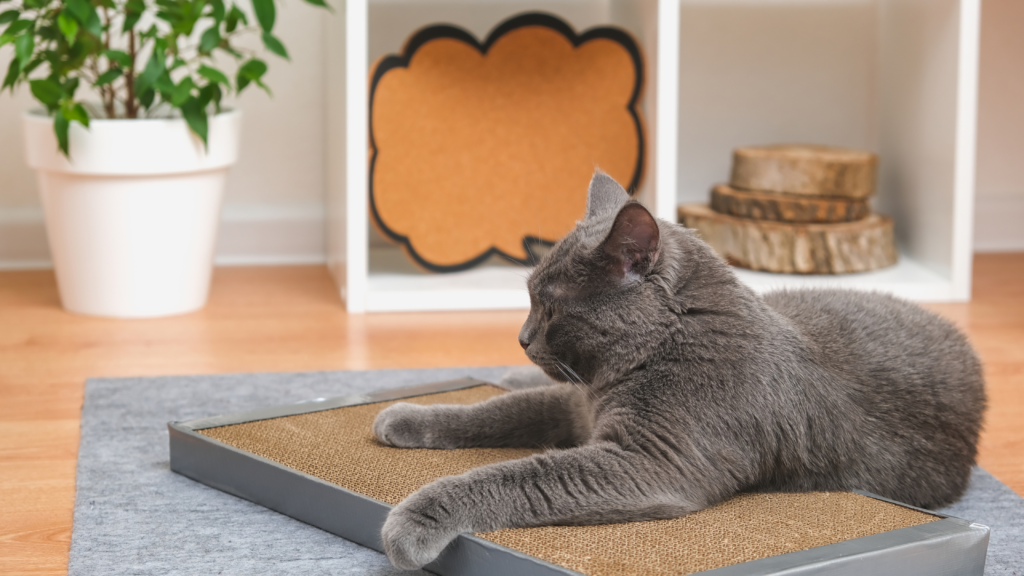 Katze Kratzbrett liegt Katze liegt auf Kratzbrett