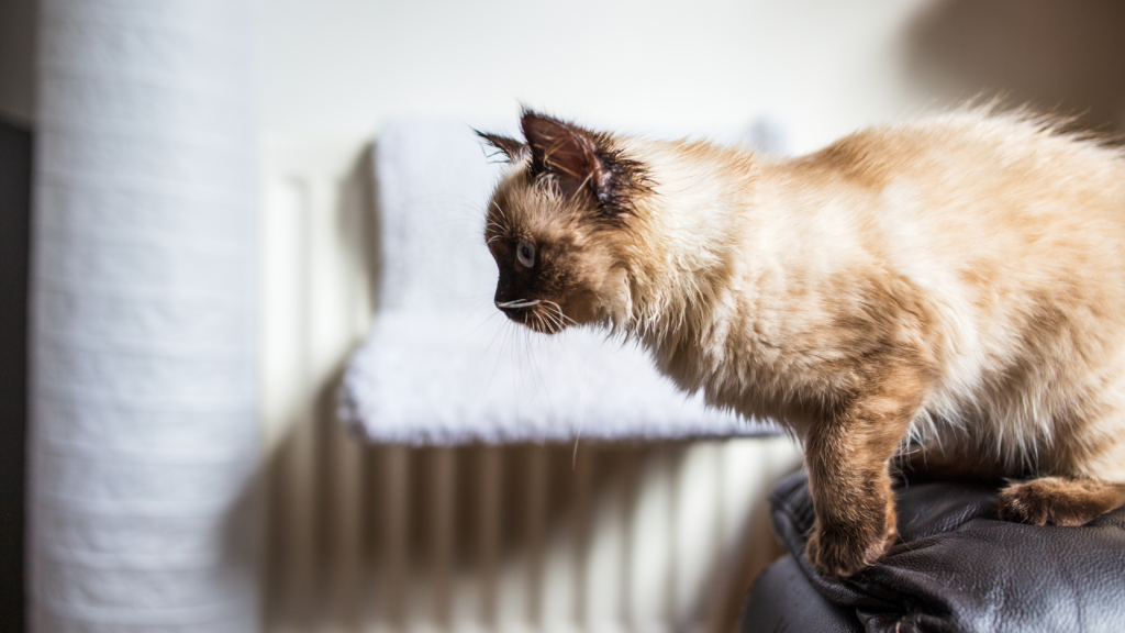 Katze kurz vor dem Sprung Katze auf dem Sofa hat eine Pfote erhoben und ist kurz vor dem Sprung sie ist eine Ragdoll
