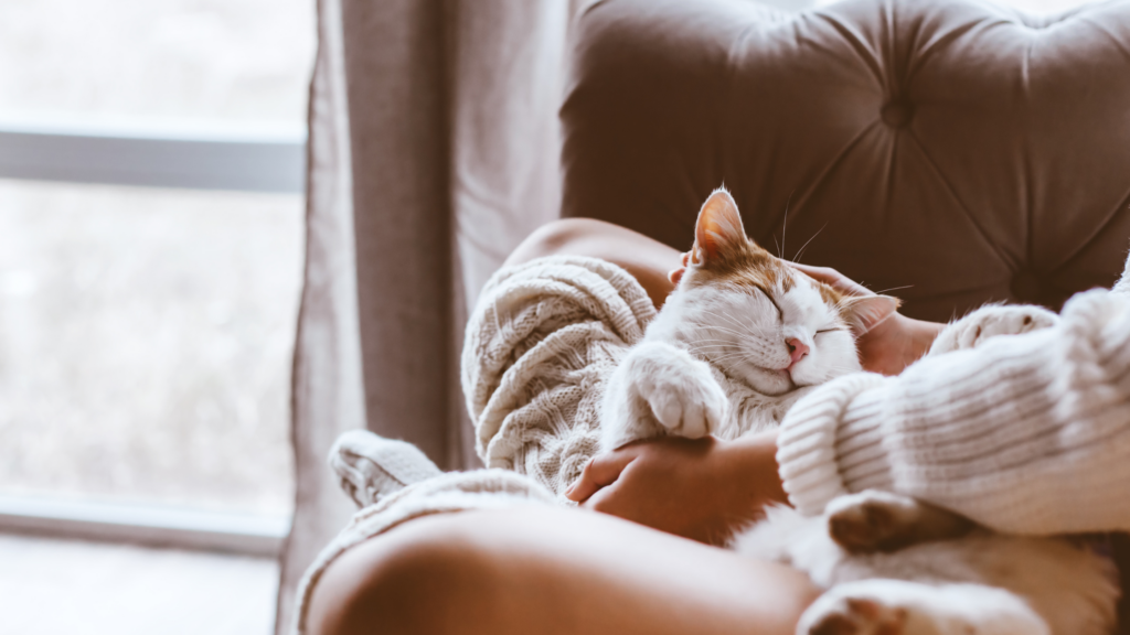 Katze kuschelt Katze kuschelt auf Sofa mit Mensch