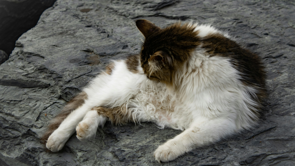 Katze struppiges Fell Katze mit struppigem Fell putzt sich im Liegen