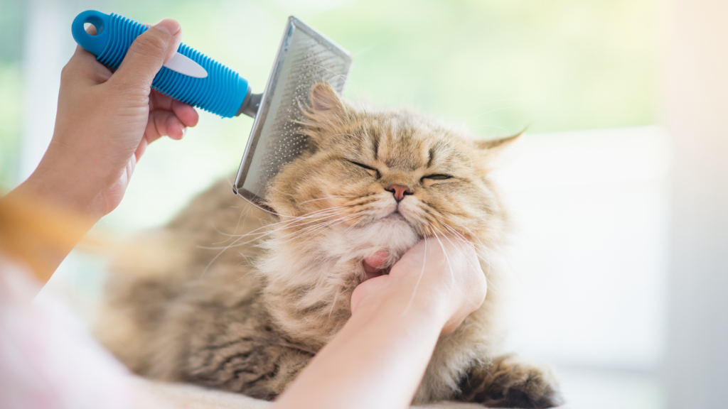 Katze wird gebürstet Katze wird gebürstet