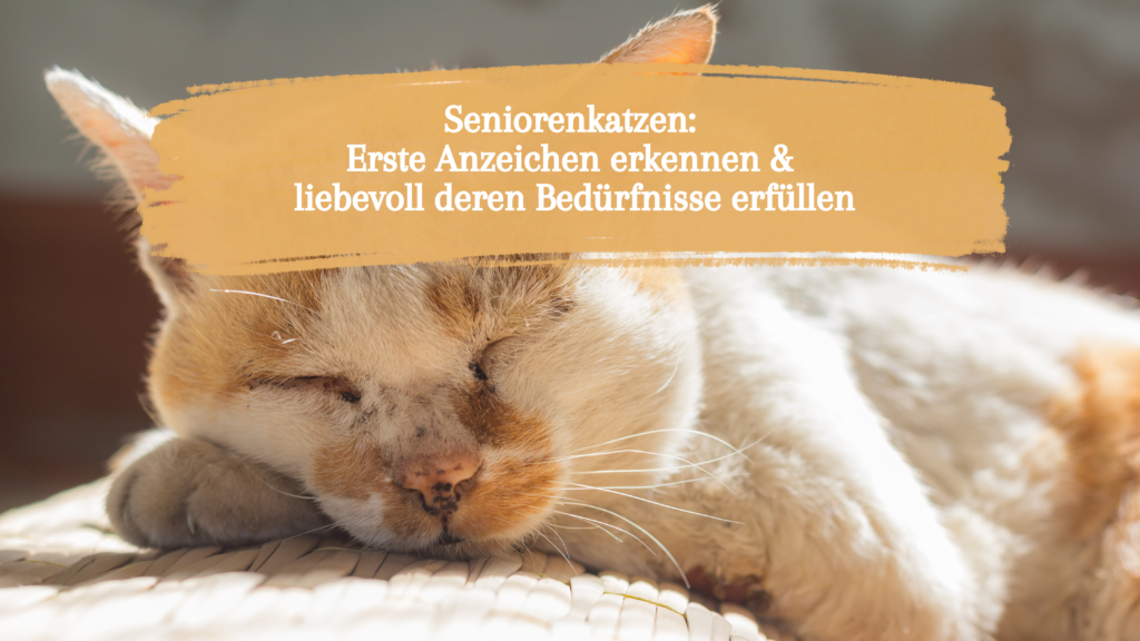 Seniorenkatzen erkennen Ältere Katze schläft
