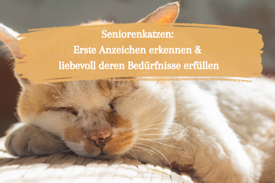 Ältere Katze liegt gemütlich in der Sonne