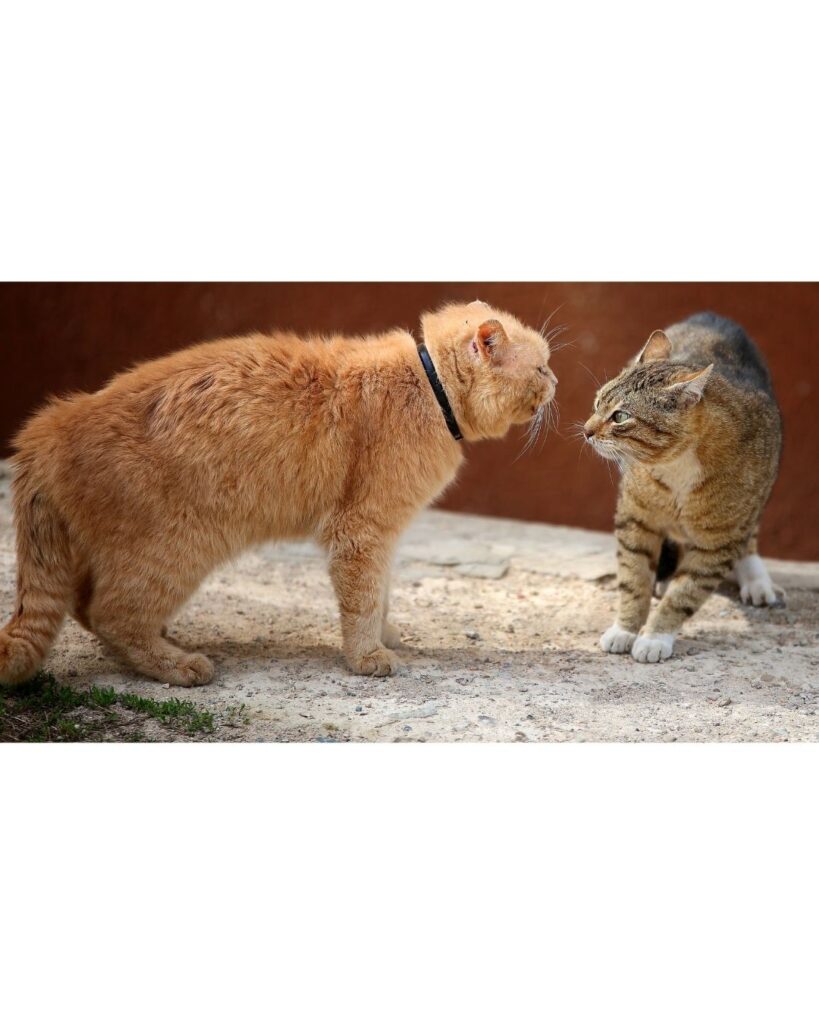 zwei katzen streiten sich und bedrohen sich